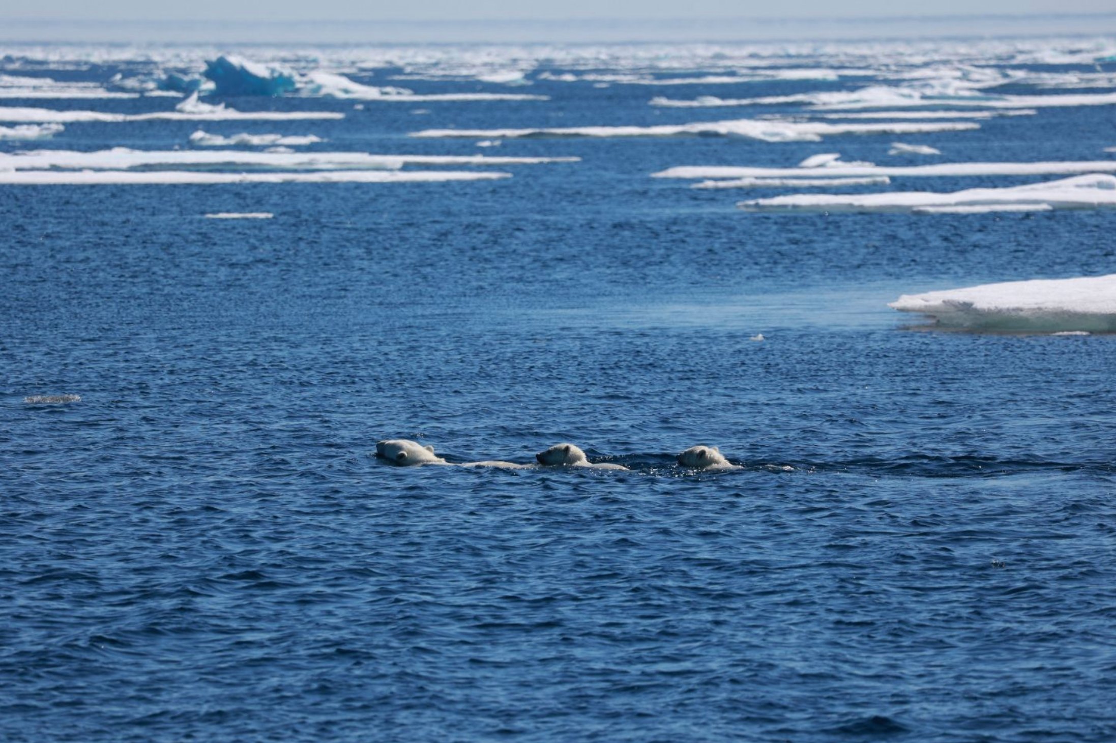 L’arrivée dans les glaces — L’arrivée dans les glaces, expédition Anoraq II au Groenland